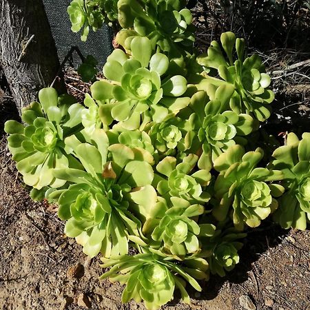Apartamento La Cuppulata Budoni Exterior foto